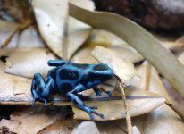 blue and blak.jpg