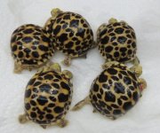 platynota 12 10 2014 (1) for king.jpg