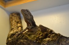 DSC_0012.jpg