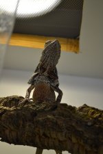 DSC_0019.jpg