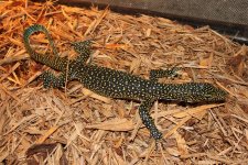Blue Tail Monitor 3.jpg