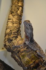 DSC_0017.jpg