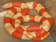 female albino tricolor Hondo.jpg