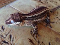 IMG_105497903196489.jpg