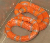 Extreme hypo male Hondo.jpg