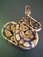 Pastel M-02-02.jpg