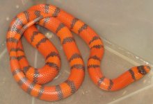 Hypo Tangerine Hondo.jpg