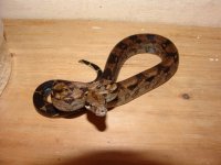 NicaraguanBoa03a.jpg