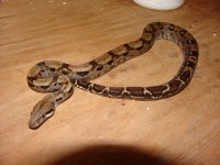 NicaraguanBoa04a.jpg
