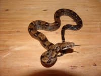 NicaraguanBoa05a.jpg