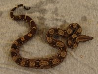 NicaraguanBoa08.jpg