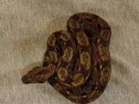 NicaraguanBoa06.jpg
