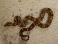 NicaraguanBoa11m.jpg