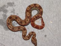 NicaraguanBoa07a.jpg