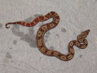 NicaraguanBoa09.jpg