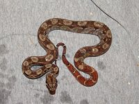 NicaraguanBoa13m.jpg