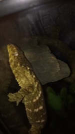 leachie.png