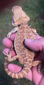 male triple het 38 grams.jpg