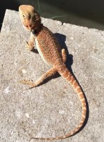 male het wits pos 40 grams.jpg