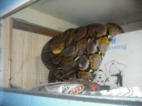 Retic.JPG