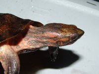 Dentata06a.jpg