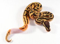 14' Enchi Pied Male 3.jpg