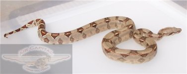 shanesboa2.jpg