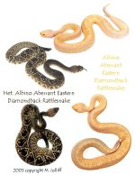 Aberrant EDBs collage.jpg