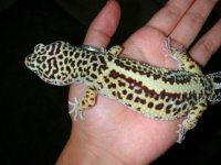 stripefemale.jpg