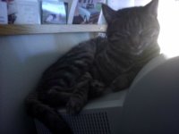 miasleepyonputer.jpg
