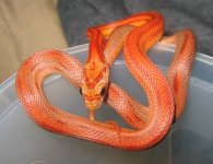 20051210snakes0007.JPG
