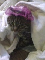 showercat.jpg
