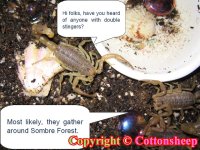 stingers3.jpg