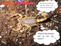 stingers5.jpg