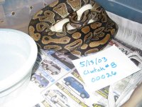 00026 on eggs b web.jpg