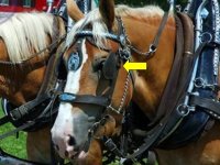 mr ed.jpg