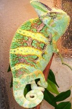 male veiled 3.jpg