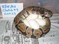 00029 on eggs c web.jpg