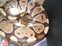 00097 on eggs g web.jpg