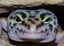 freddy face.jpg