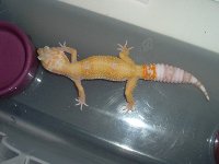 2004_1102hybinoandtang0001.jpg