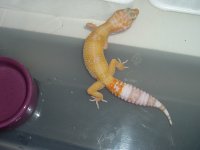 2004_1102hybinoandtang0003.jpg