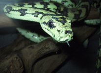 IMG_2004.1.JPG