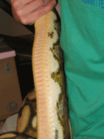 sick-snake-4.gif