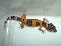 2004_1102hybinoandtang0004.jpg
