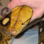 sick-snake-5.gif
