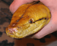 sick-snake-7.gif