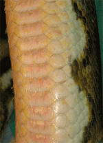 sick-snake-11.gif