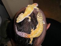 resize of geckosonthe brain.jpg