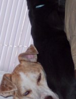 smcatnap.jpg
